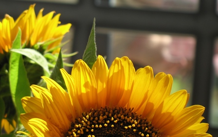 sonnenblumen1